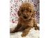 PoulaTo: Εκπληκτικά κουτάβια Goldendoodle